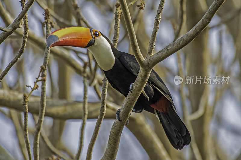 巨嘴鸟(Ramphastos toco)，也被称为常见的巨嘴鸟或巨嘴鸟，是最大的，可能是最有名的巨嘴鸟家族的物种，发现于潘塔纳尔，巴西。